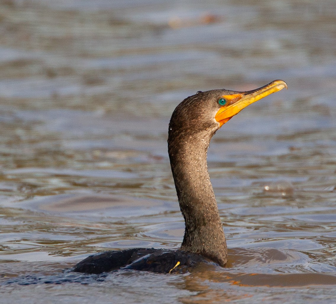 Double-crested Cormorant - ML122485571