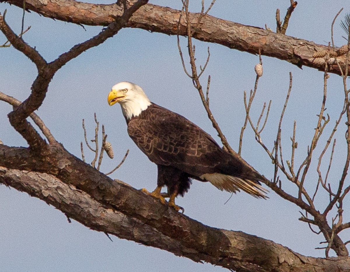 Bald Eagle - ML122485731