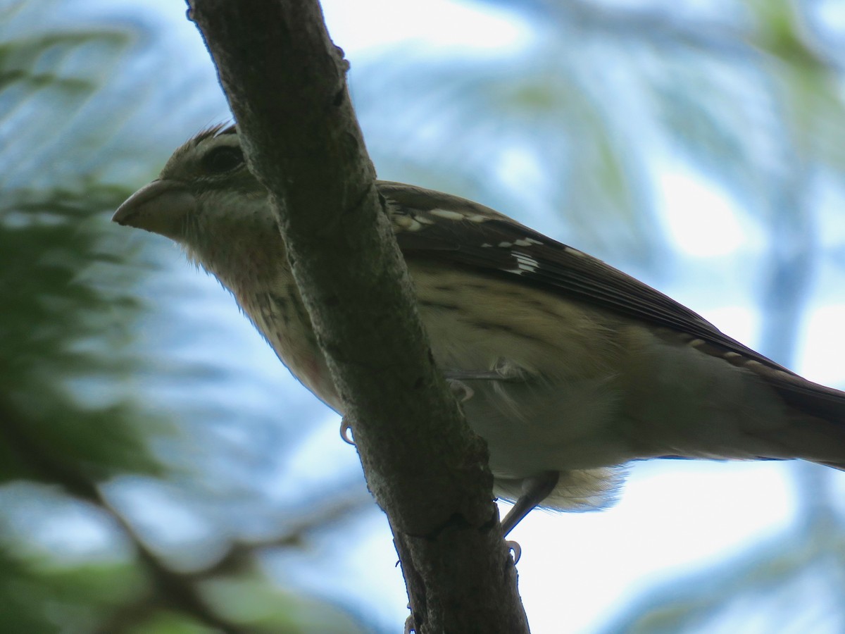 Rose-breasted Grosbeak - ML122486021