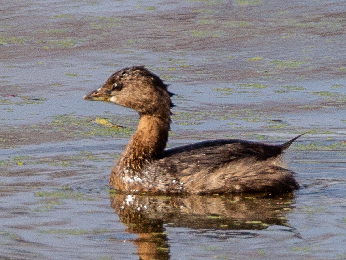 Pied-billed Grebe - ML122486221