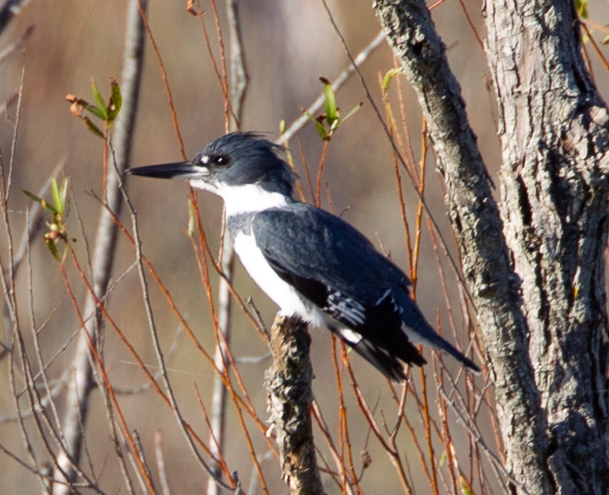 Belted Kingfisher - ML122486381