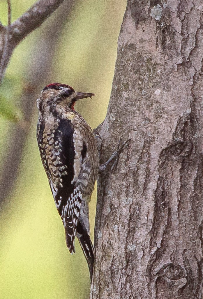 Yellow-bellied Sapsucker - ML122486451