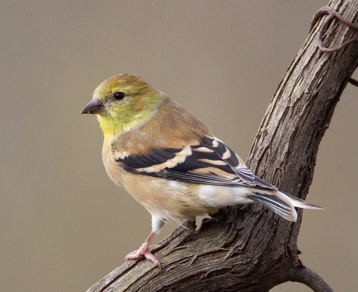 Chardonneret jaune - ML122487451