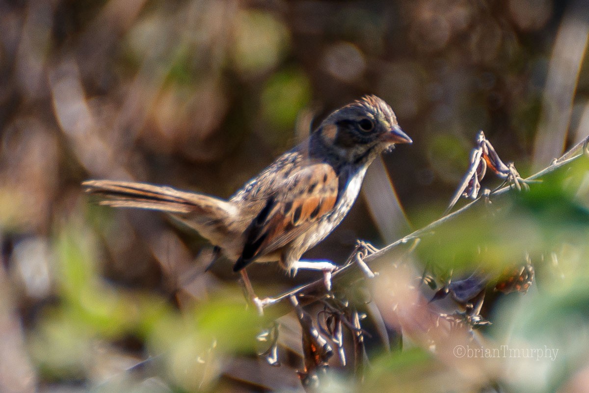 Swamp Sparrow - ML122487641