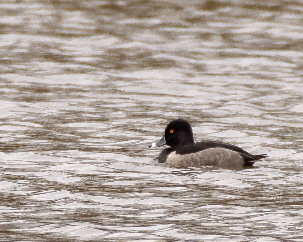 Ring-necked Duck - ML122489901