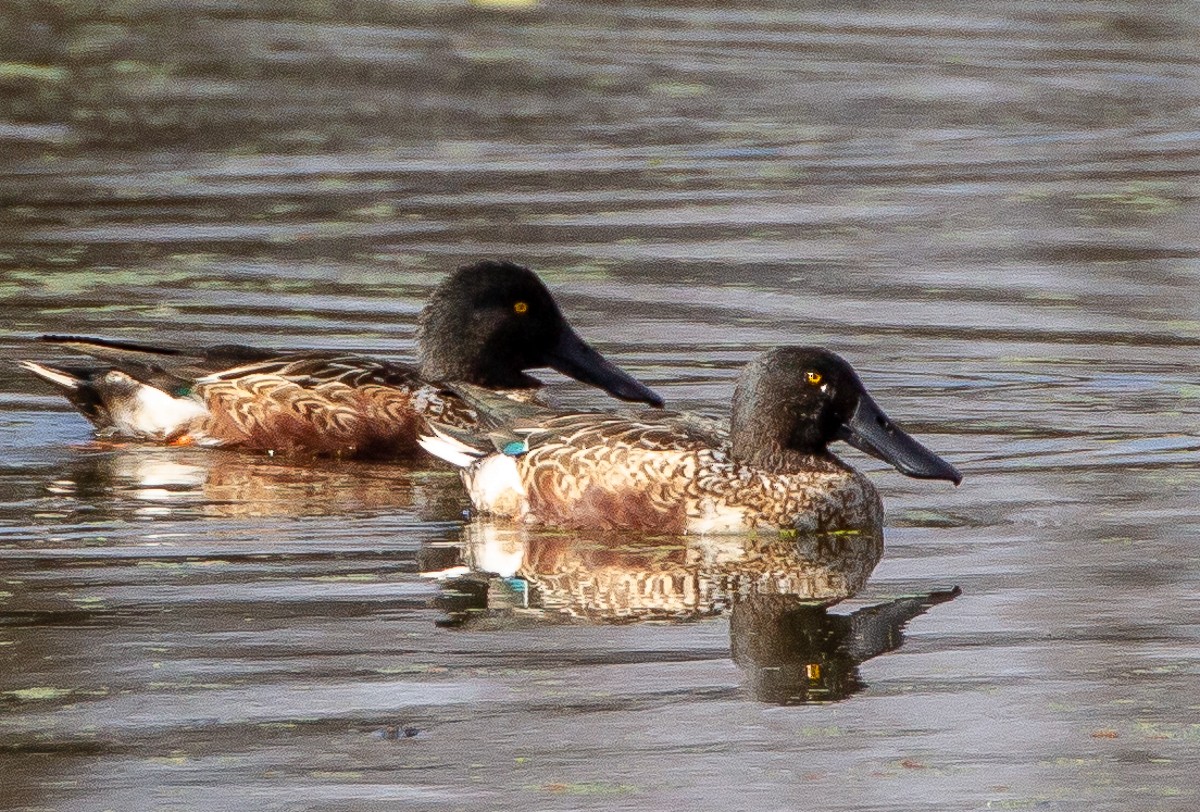 Northern Shoveler - ML122490031