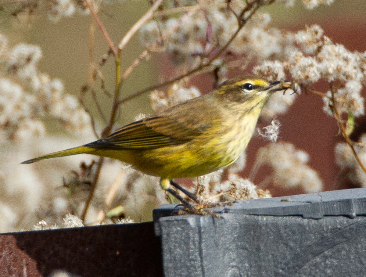 Palm Warbler - ML122490461