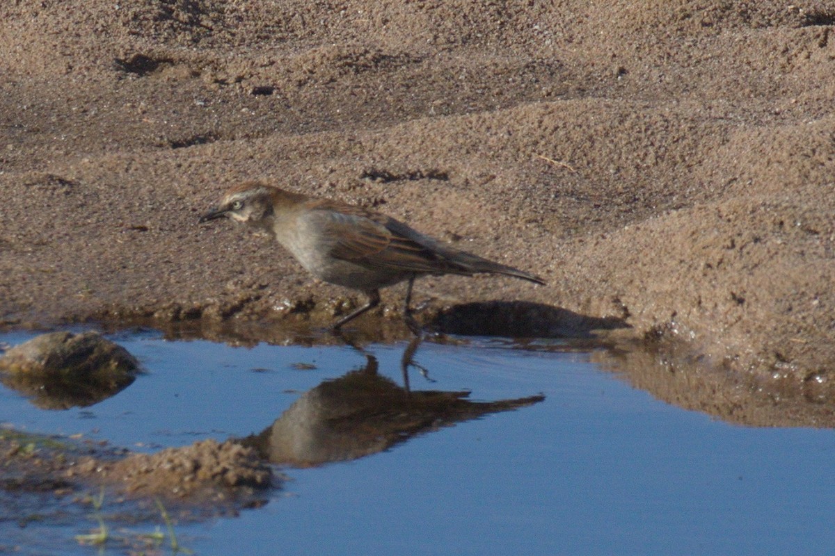 Rusty Blackbird - ML122493551