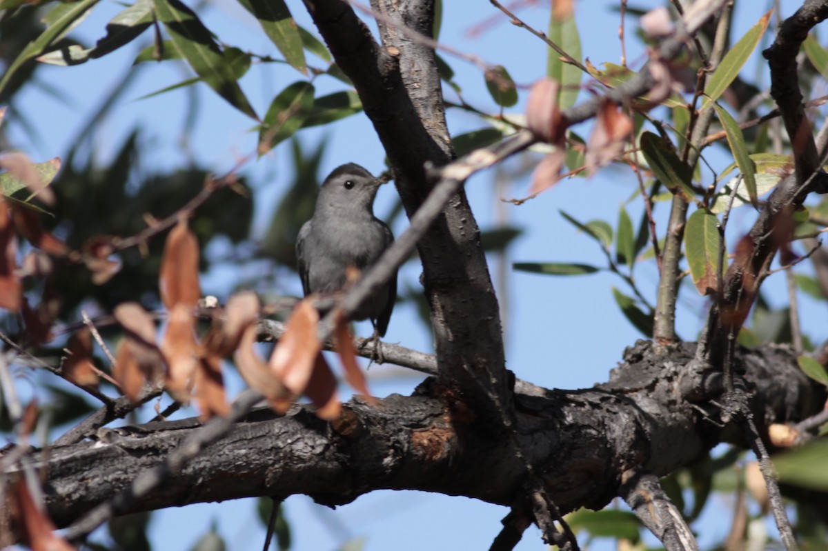 Pájaro Gato Gris - ML122493971