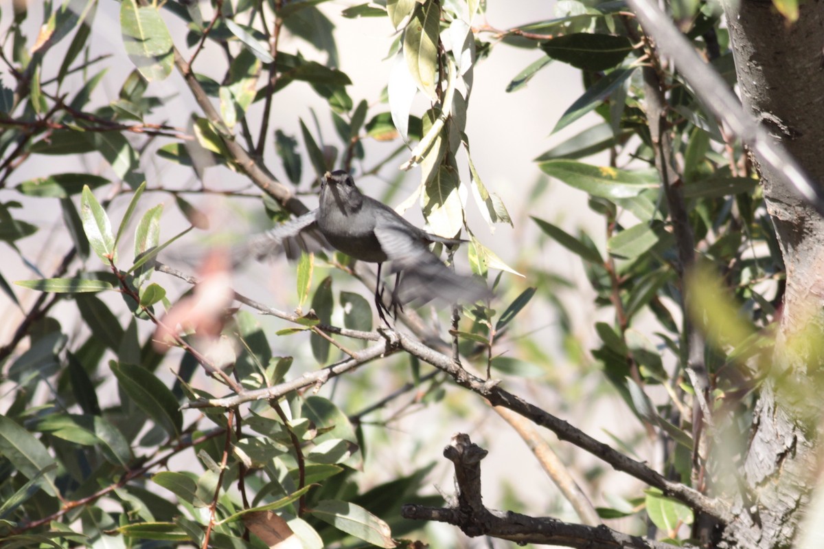 Gray Catbird - ML122493981