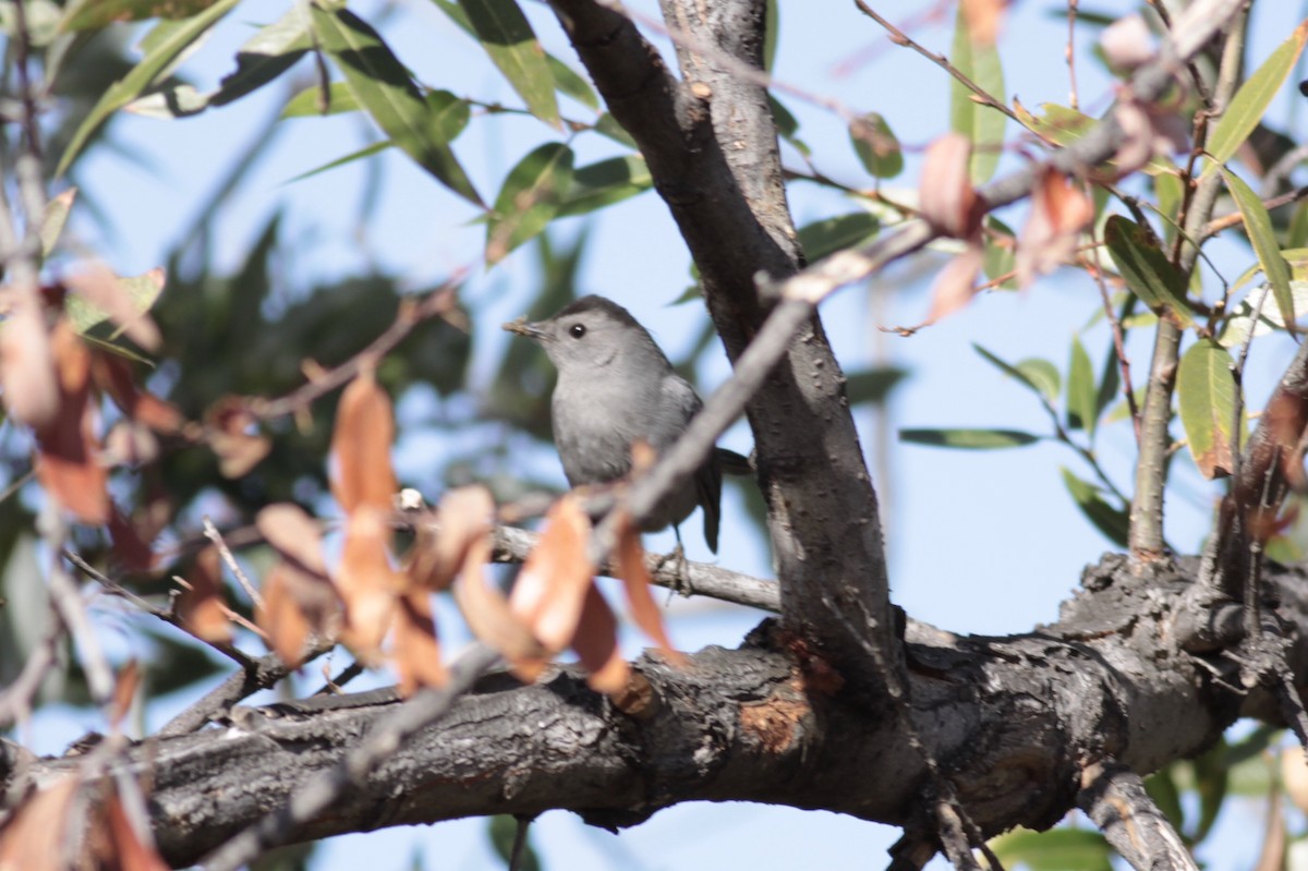 Pájaro Gato Gris - ML122493991