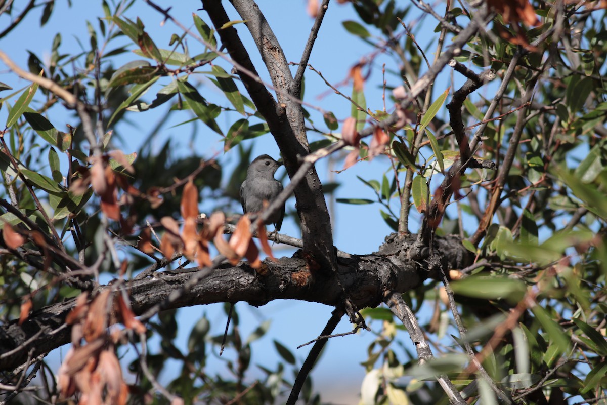 Gray Catbird - ML122494051