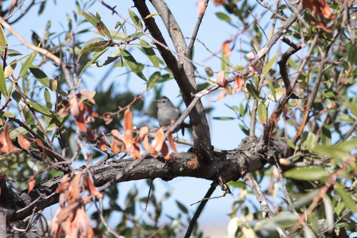 Gray Catbird - ML122494061