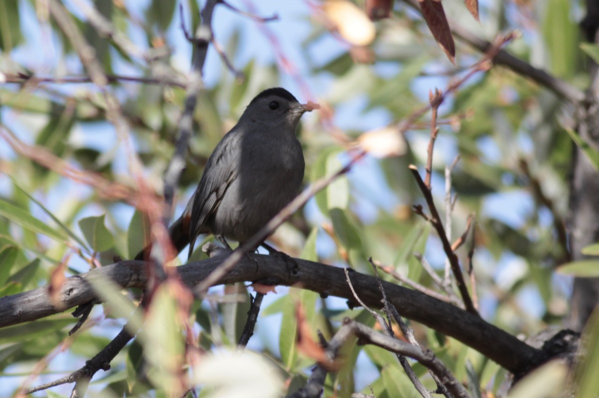 Pájaro Gato Gris - ML122495541