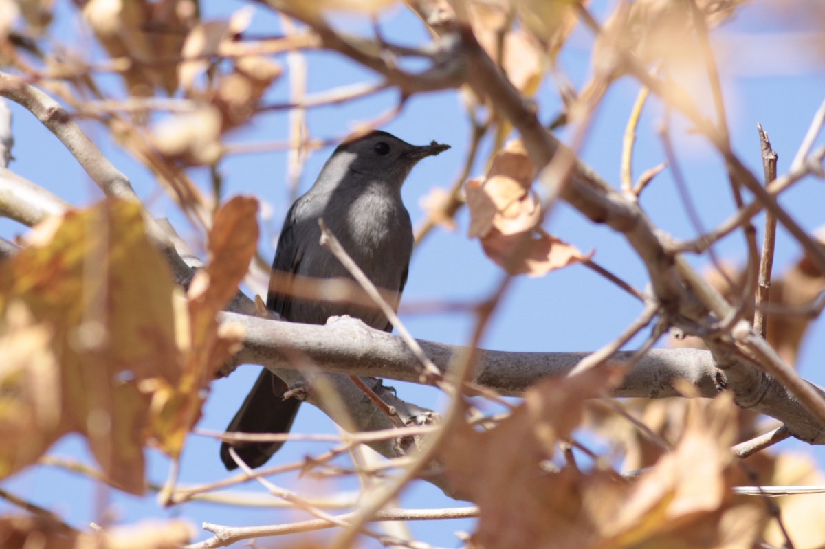 Gray Catbird - ML122495571