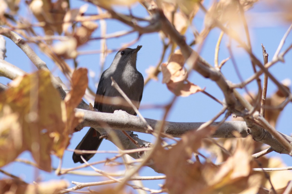 Gray Catbird - ML122495581