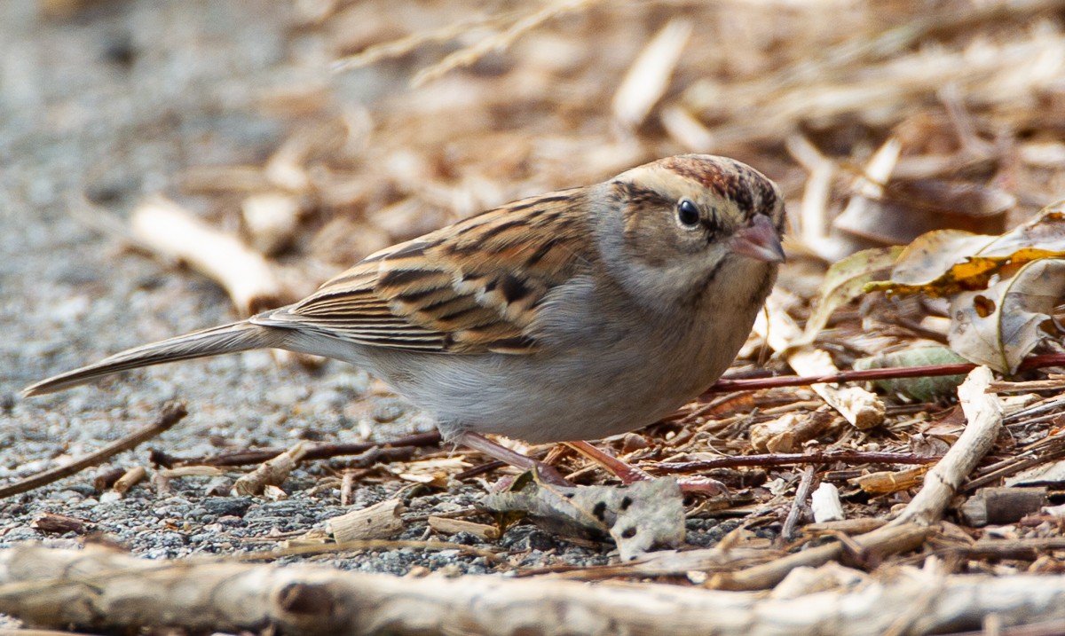 Chipping Sparrow - ML122495611