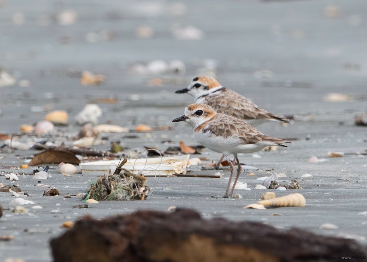 Malaysian Plover - ML122495721