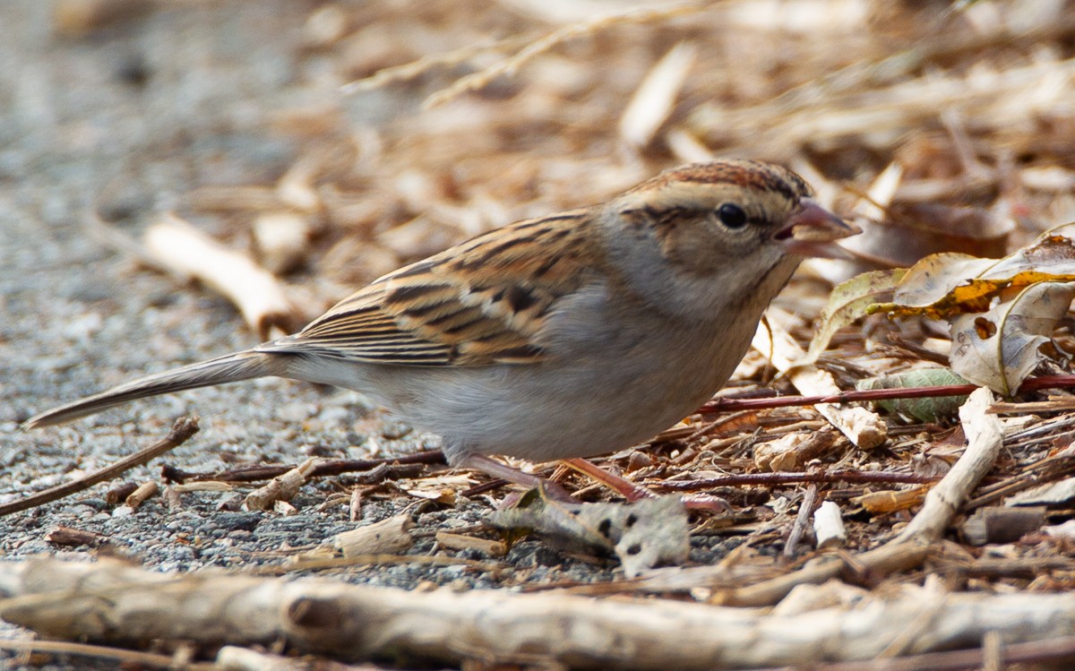 Chipping Sparrow - ML122495971