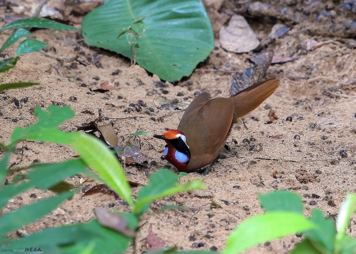 Malaysian Rail-babbler - ML122498261