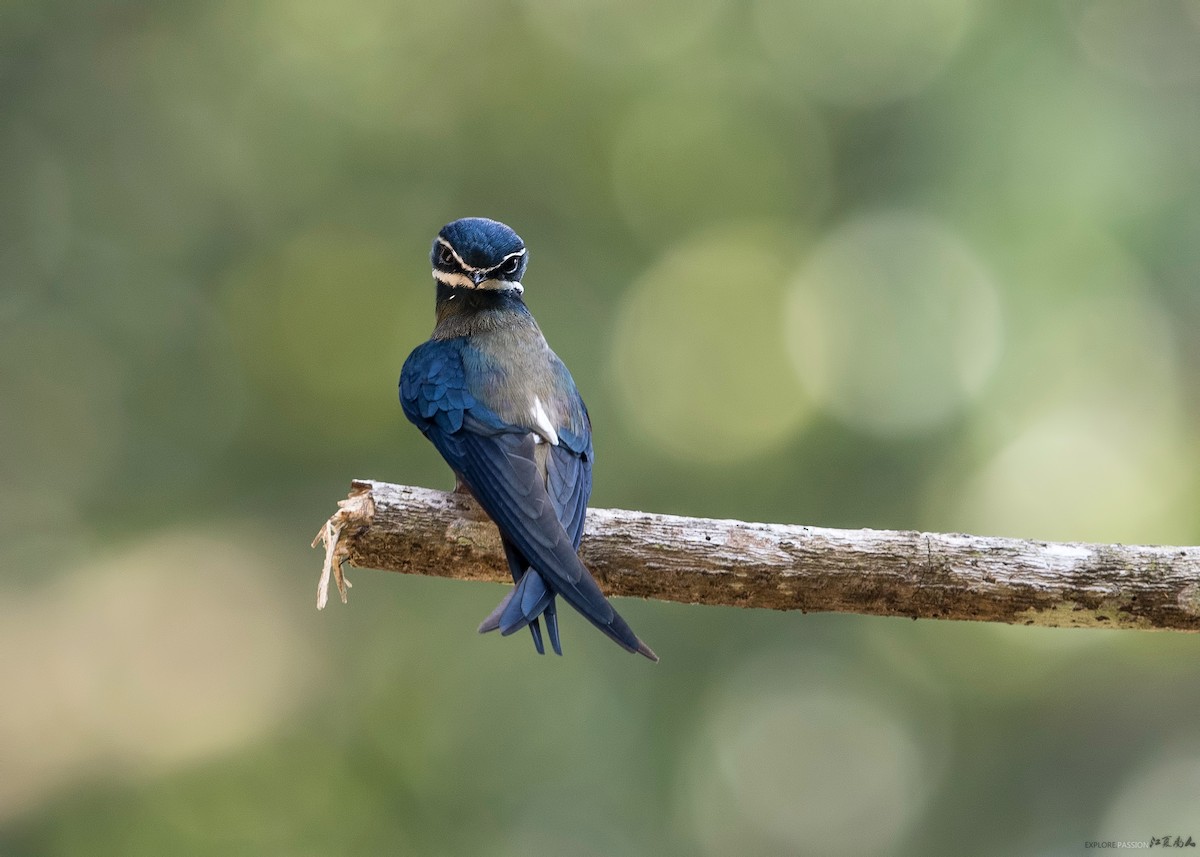 Whiskered Treeswift - ML122498281