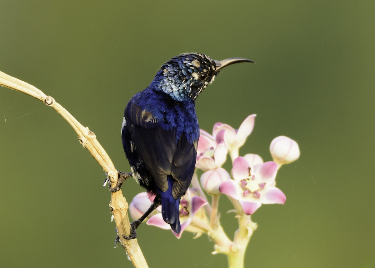 Purple Sunbird - Ramesh Desai