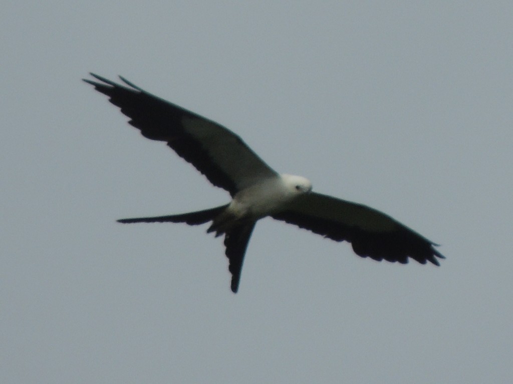 Swallow-tailed Kite - ML122500741