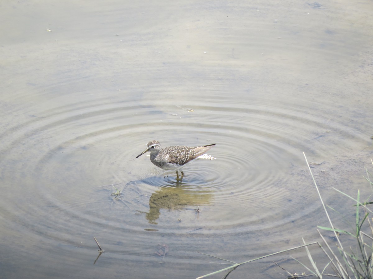 Wood Sandpiper - ML122500921