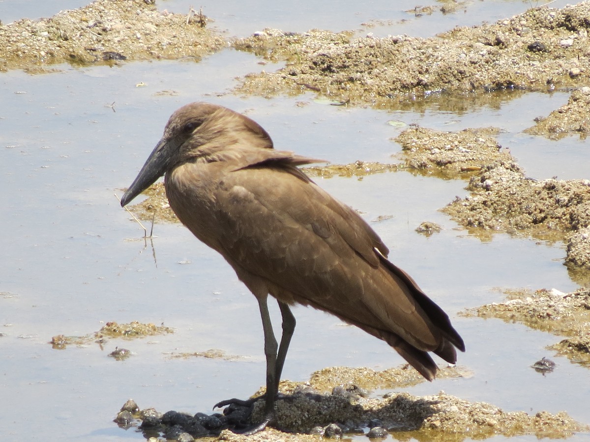 Hamerkop - ML122501081