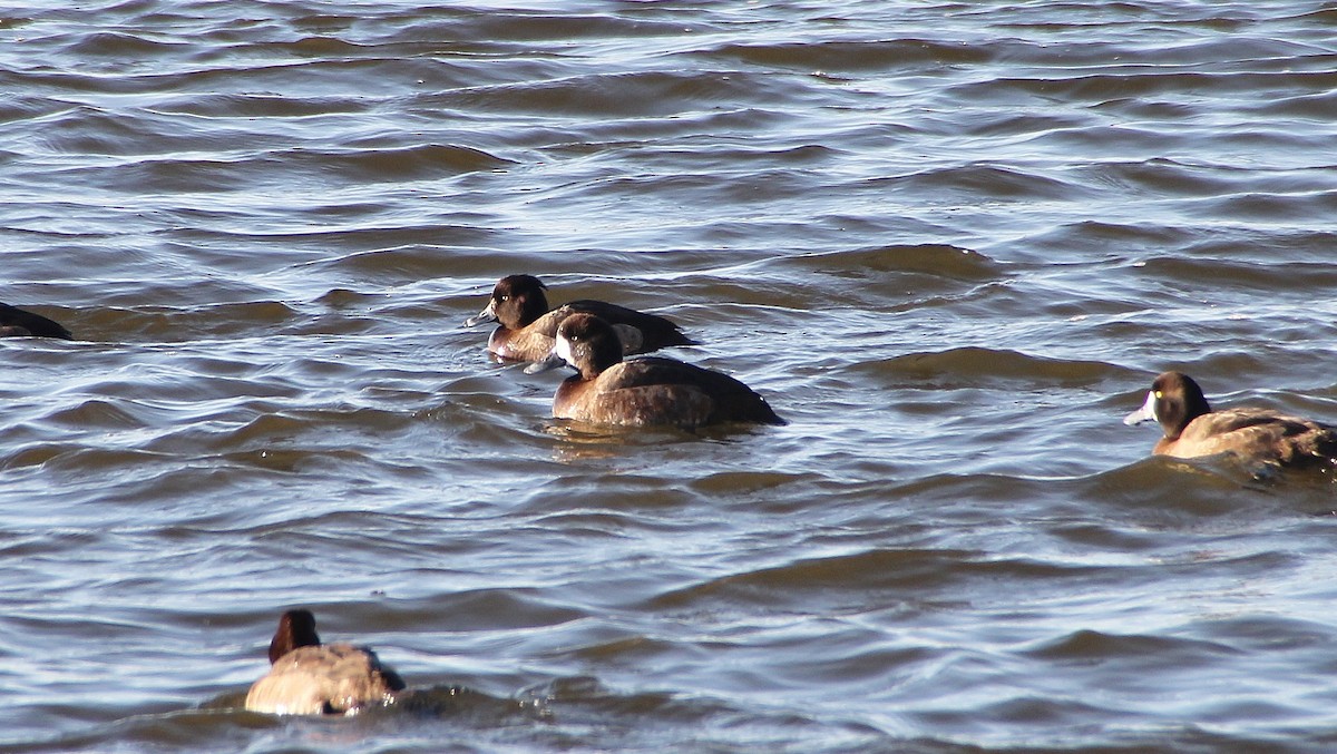 Tufted Duck - Joshua Emm