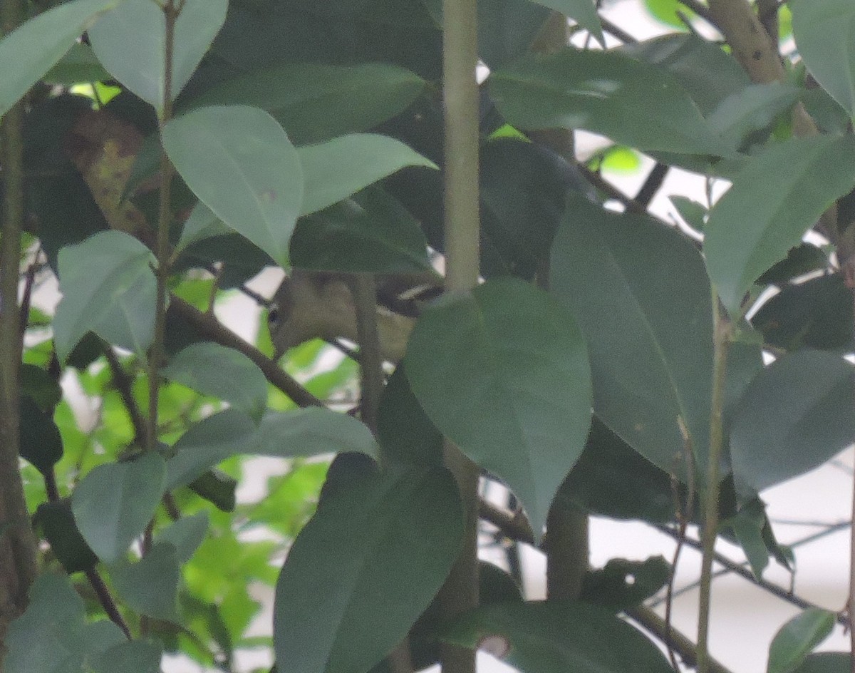 Ruby-crowned Kinglet - ML122501221