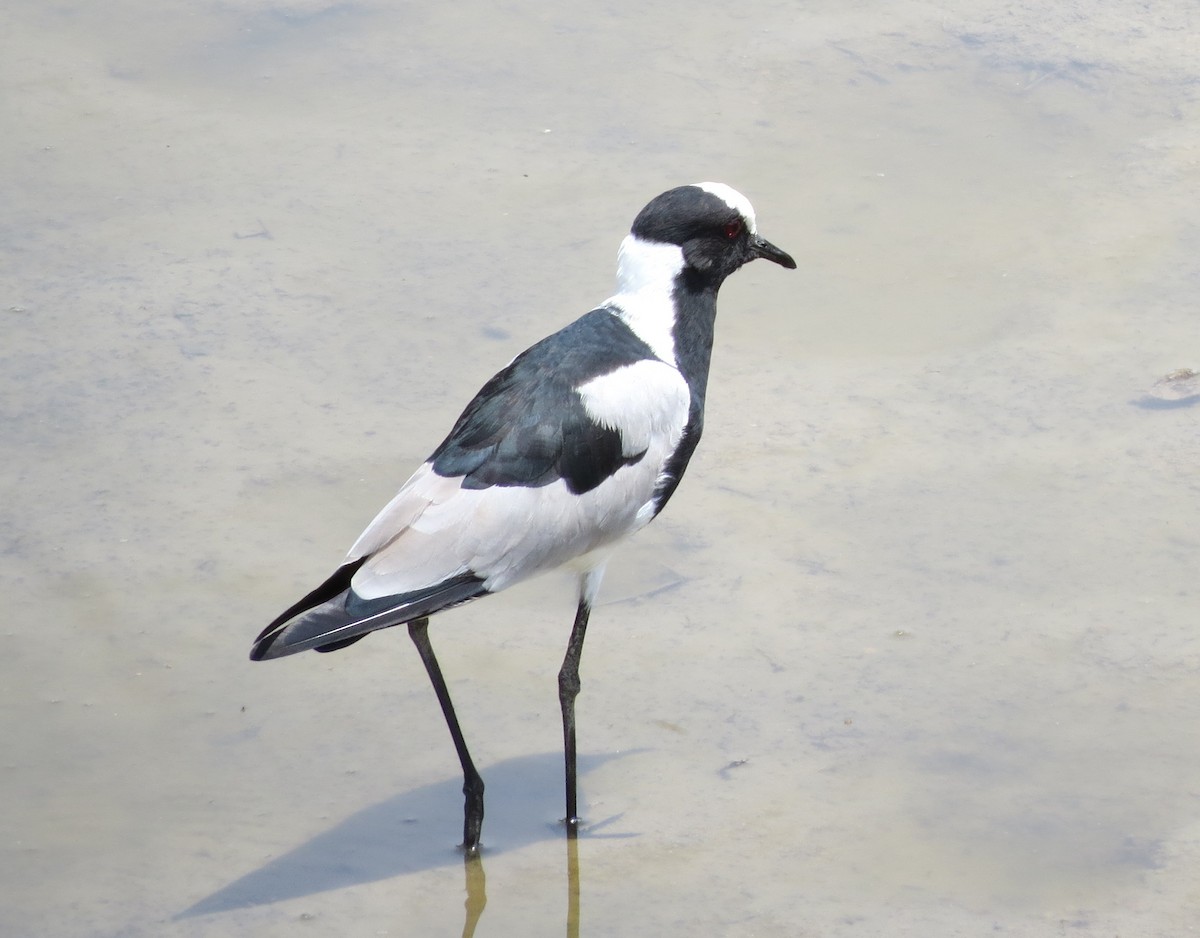 Blacksmith Lapwing - ML122501991