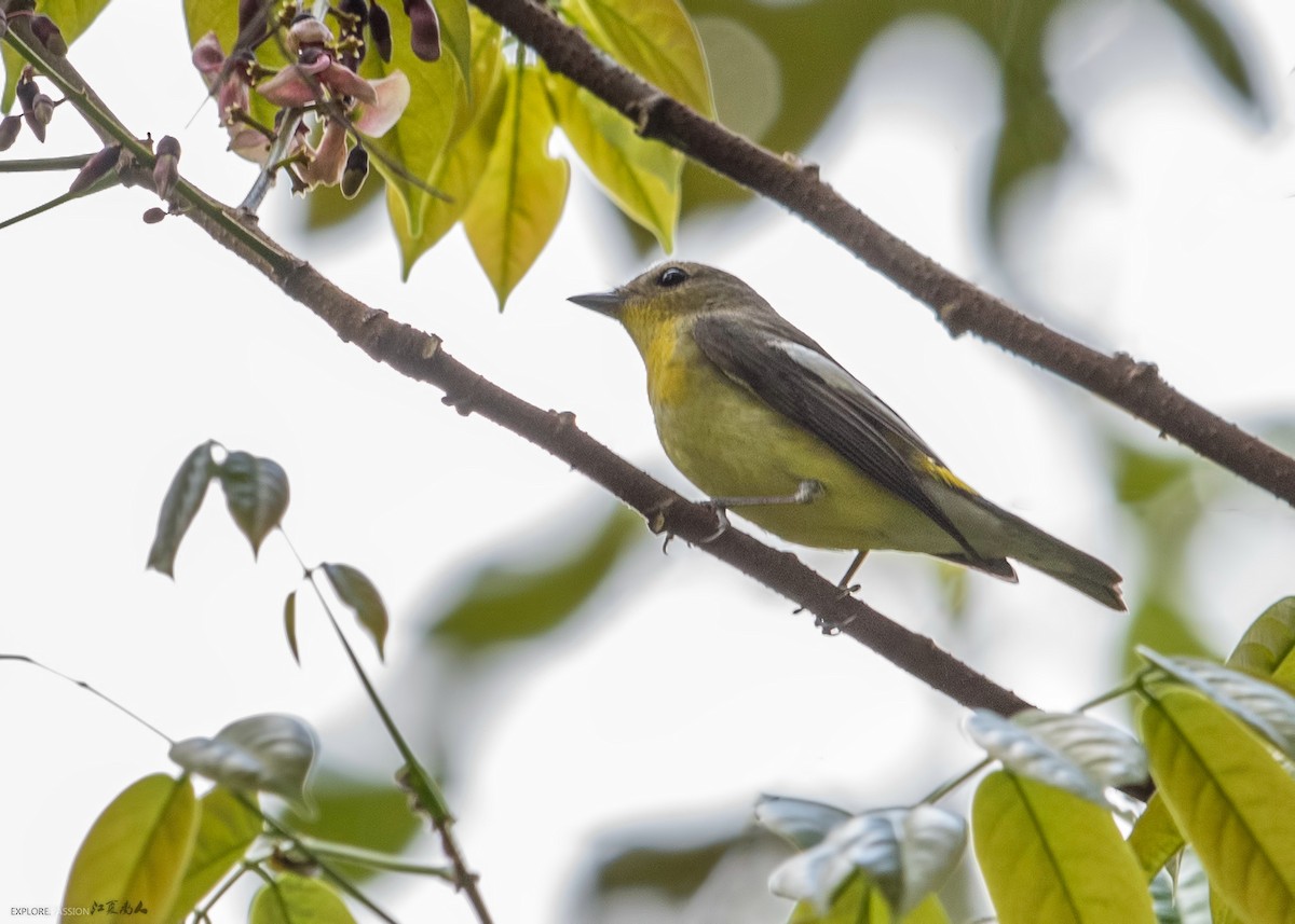 Yellow-rumped Flycatcher - ML122502331