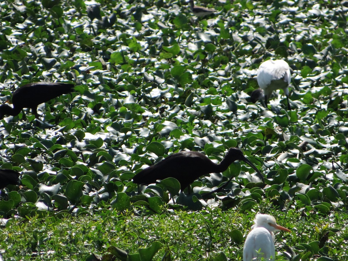 Glossy Ibis - ML122502391