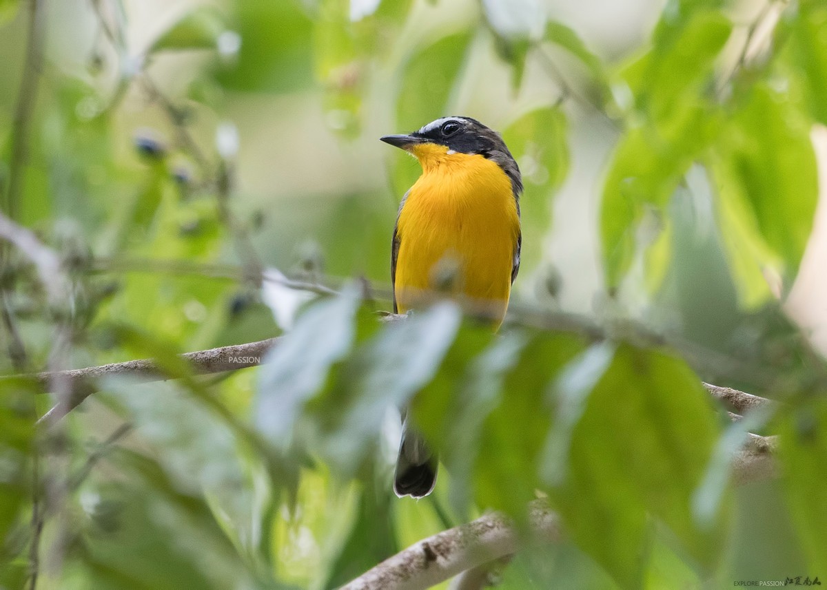 Yellow-rumped Flycatcher - ML122502481