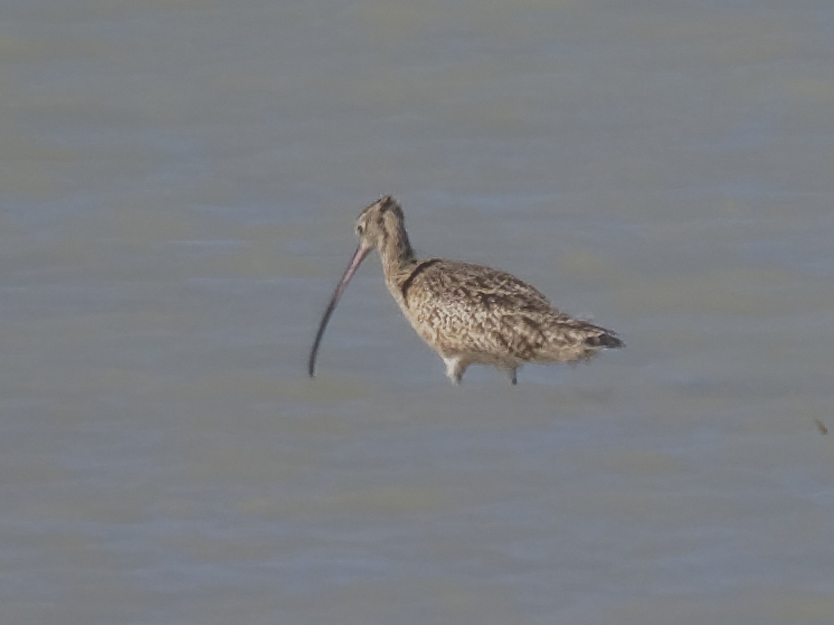Long-billed Curlew - ML122503421