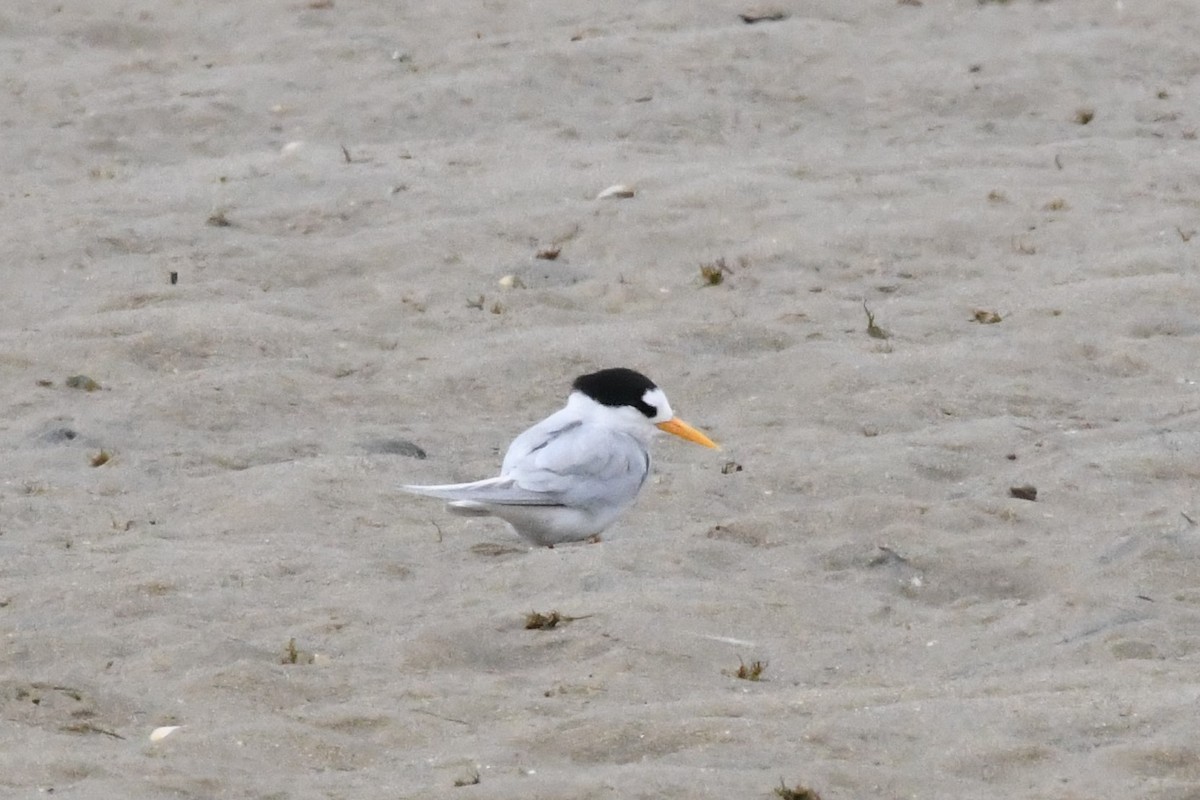 Australian Fairy Tern - ML122504451