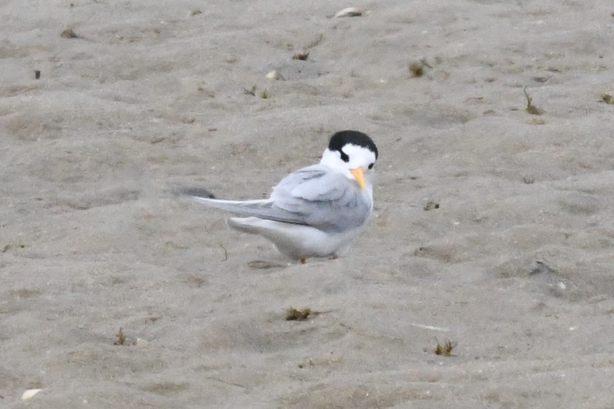 Australian Fairy Tern - Cathryn Dippo