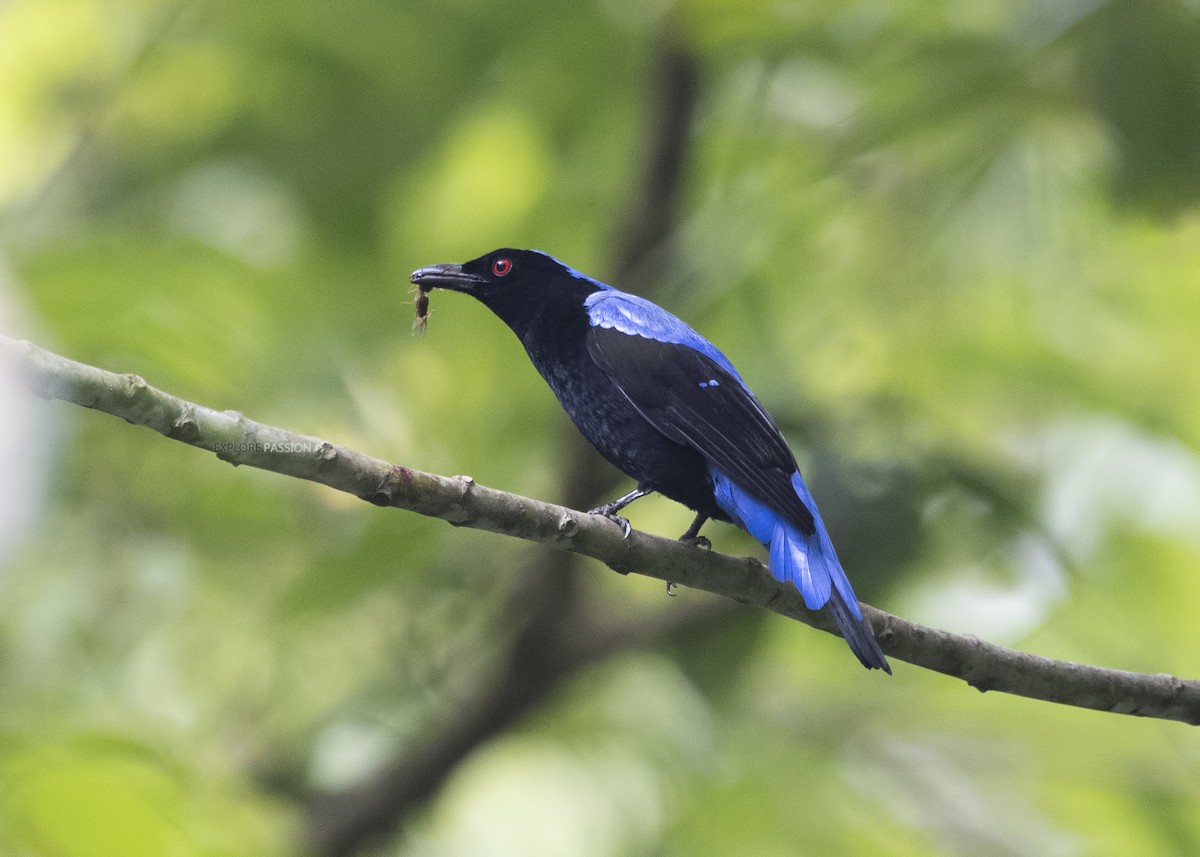 Asian Fairy-bluebird - ML122504821