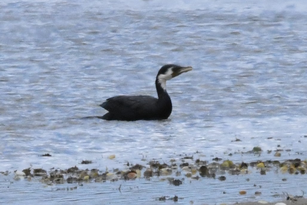 Little Pied Cormorant - ML122504911