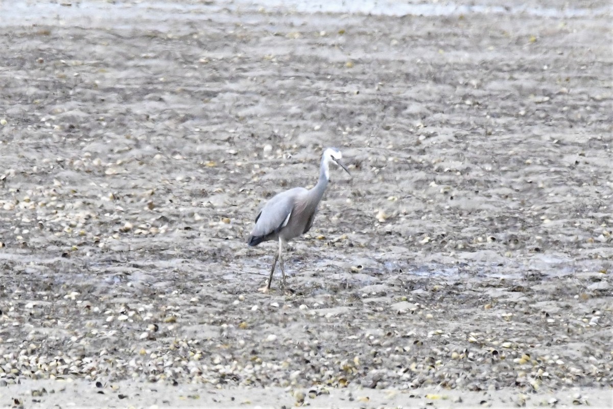 White-faced Heron - ML122505051