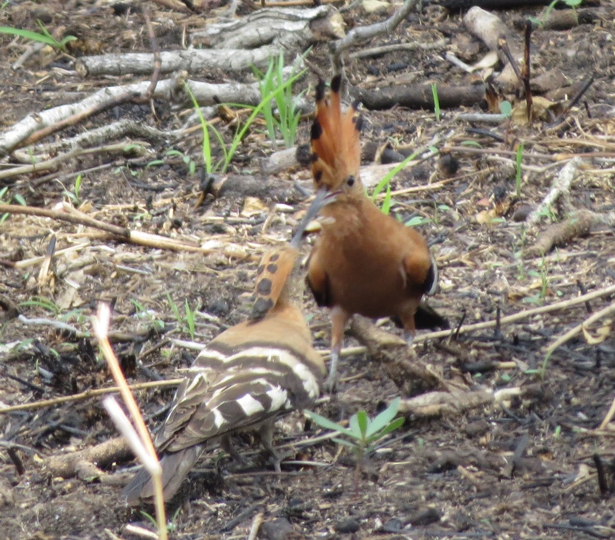 Eurasian Hoopoe (African) - ML122505481