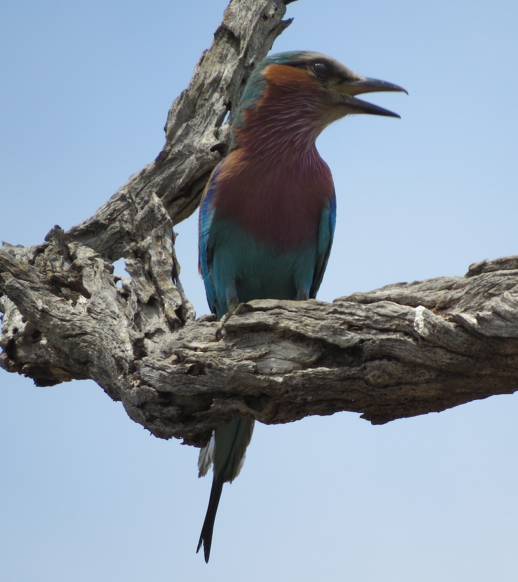 Lilac-breasted Roller - ML122505601