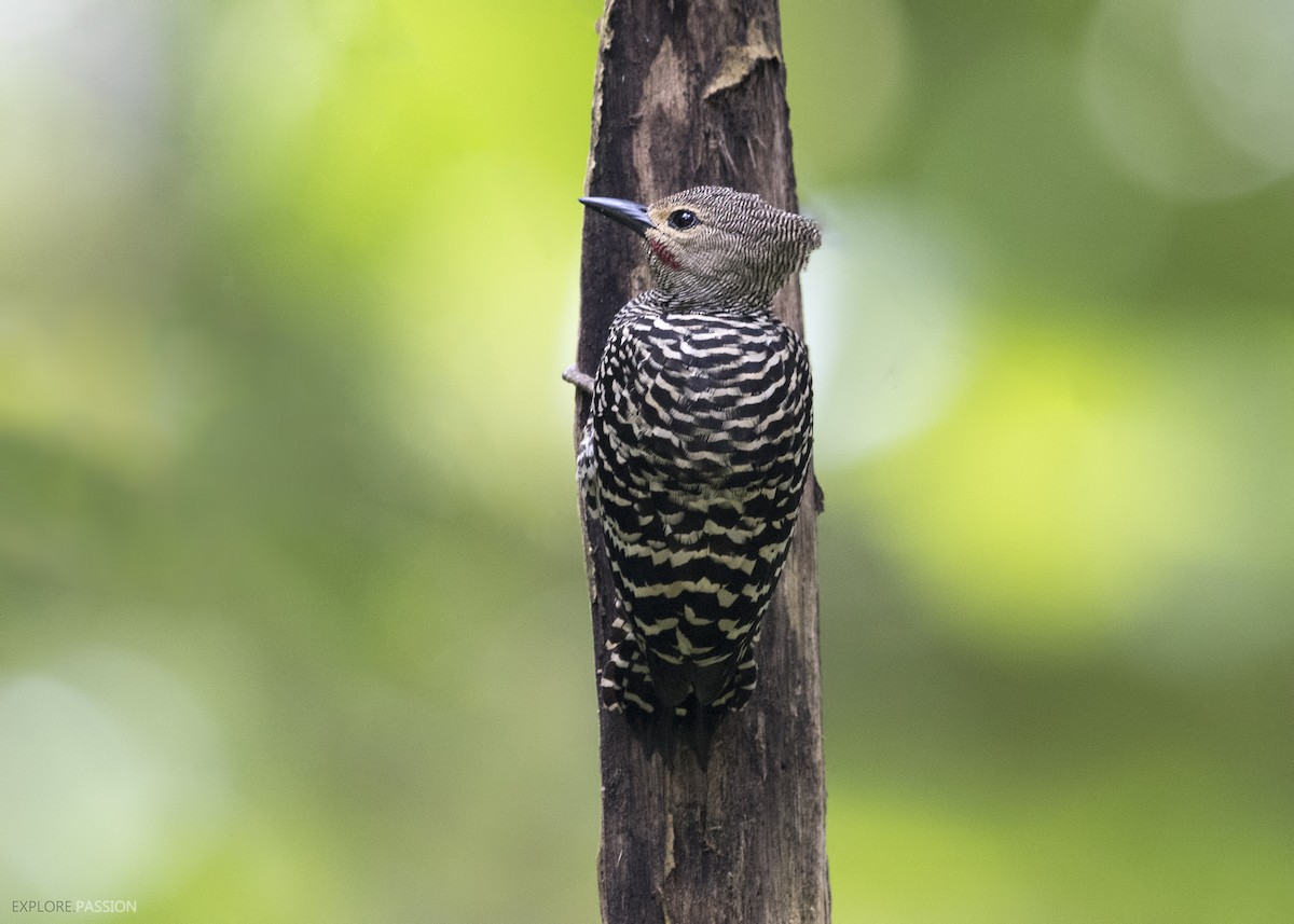 Buff-rumped Woodpecker - ML122505691