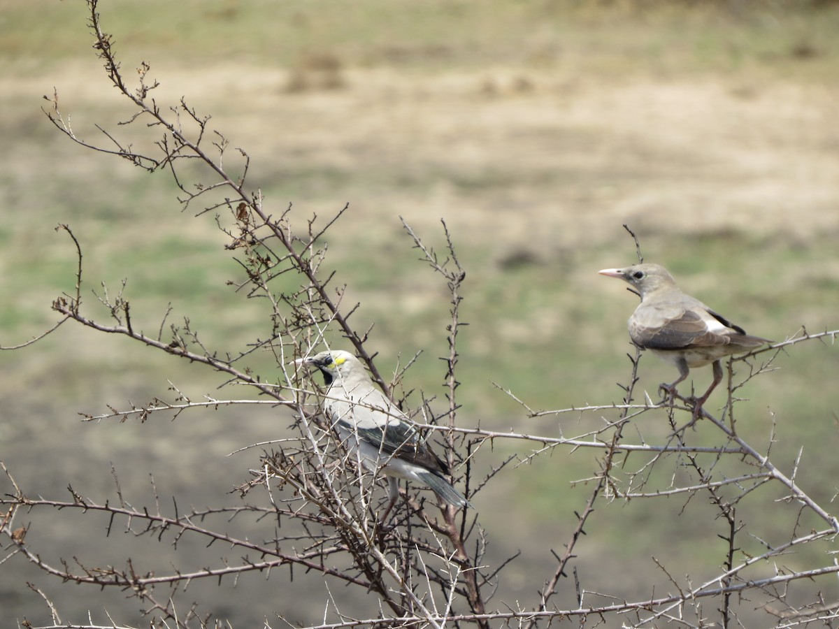 Wattled Starling - ML122505791