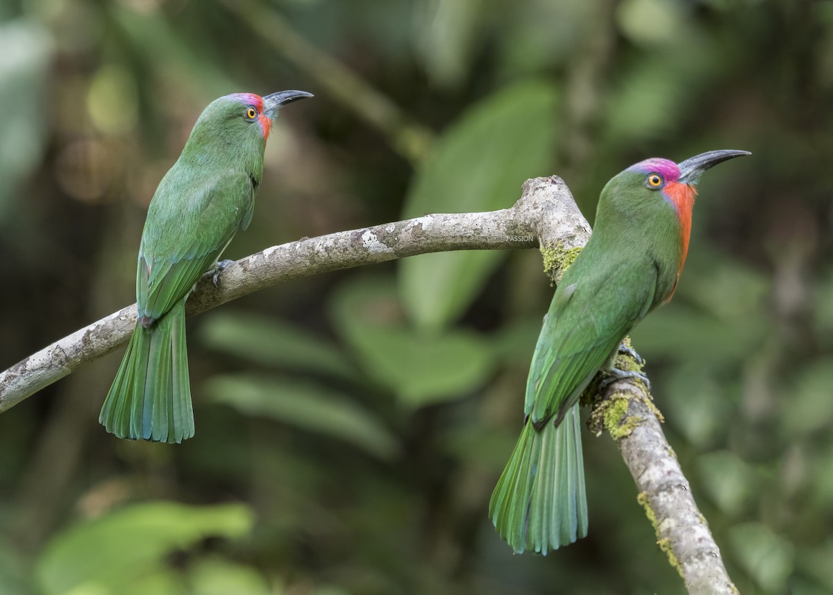 Red-bearded Bee-eater - Wai Loon Wong
