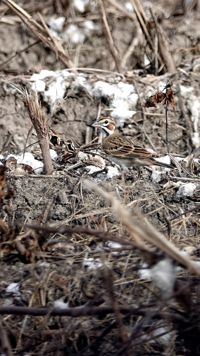 Lark Sparrow - ML122508441