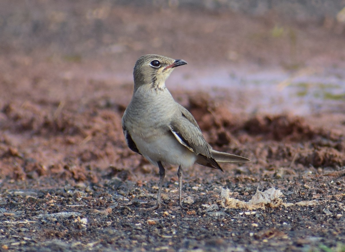 Oriental Pratincole - ML122509151