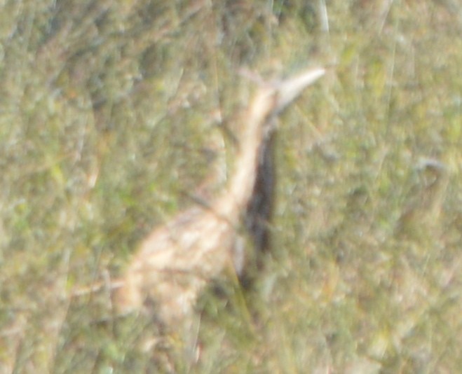 American Bittern - ML122509281