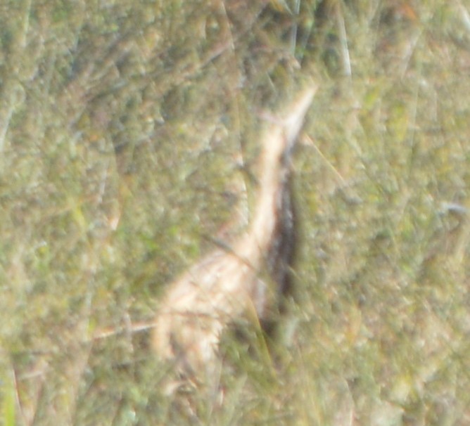 American Bittern - ML122509301